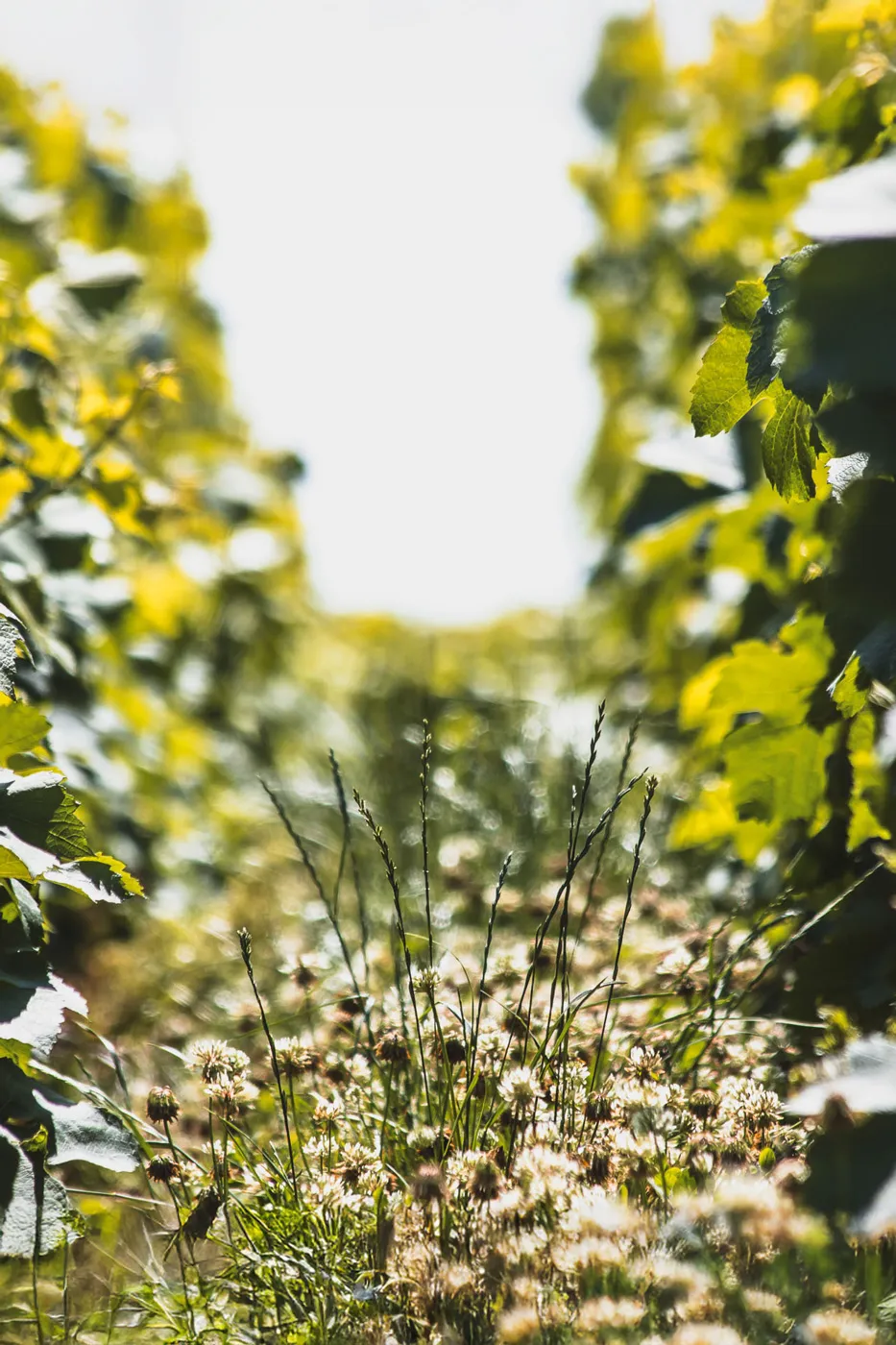 Champagne Pascal Redon - Viticulture engagée